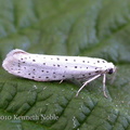 Yponomeuta yvonemella (bird-cherry ermine) Kenneth Noble